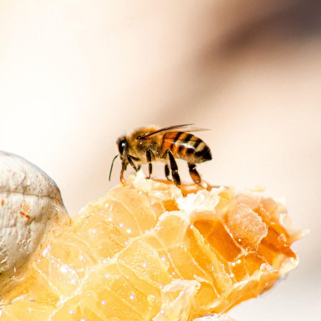 The Trusted Source For Honey Bees