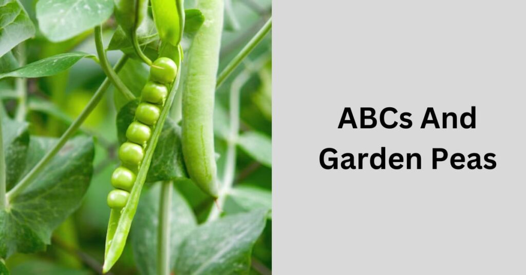 ABCs And Garden Peas