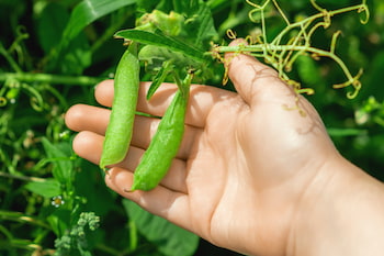 General Tips For Growing Peas With Kids